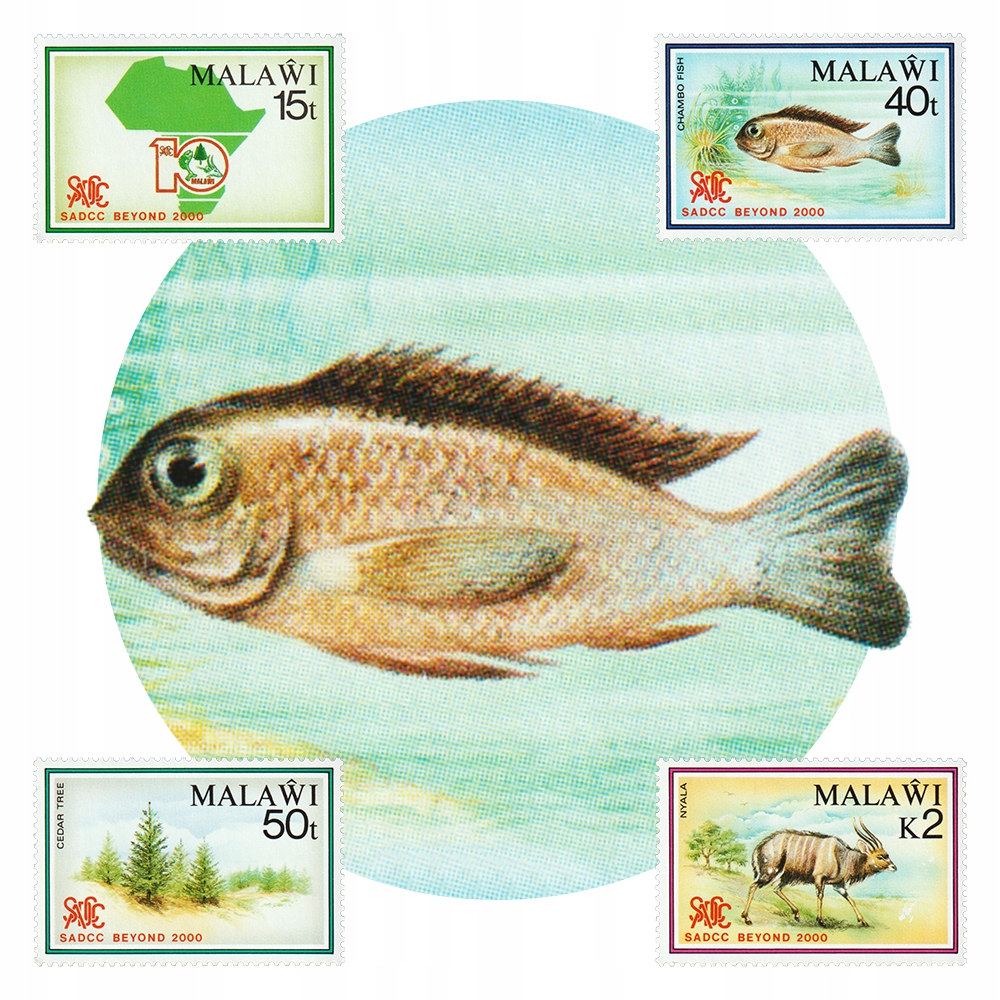 Malawi Niala Tilapia Drzewo Cedr Mapa Afryki Ser**
