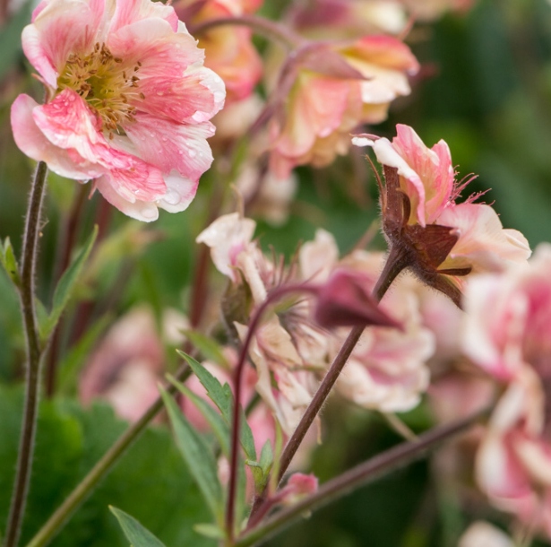 Kuklik Rozesłany Pretticoats Peach Bardzo Dużo Kwiatów Sadzonka 1,2l