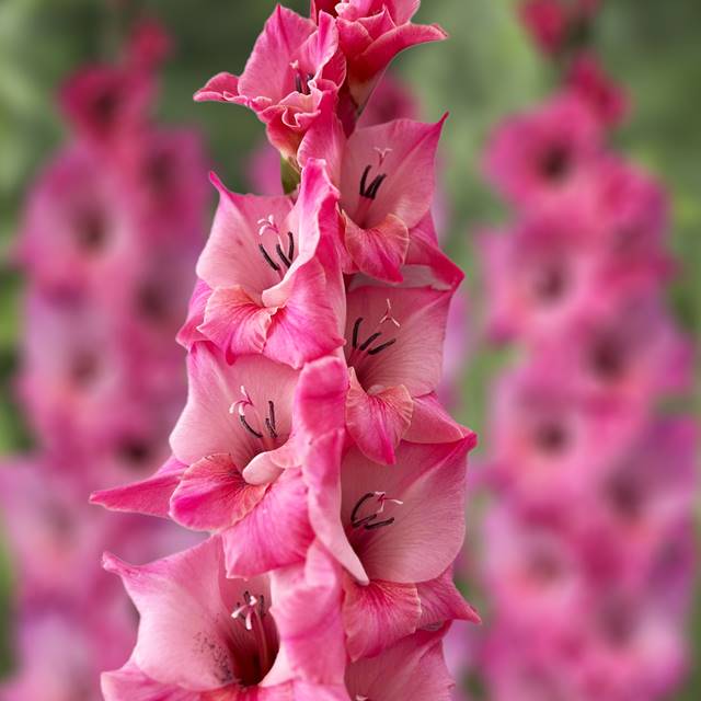 Gladiolus Mieczyk Bartok cebule cebulki kwiatowe XXL 5 szt. 16/18