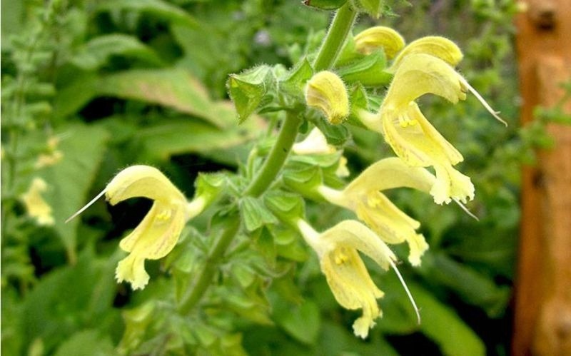 Salvia glutinosa. Szałwia lepka.