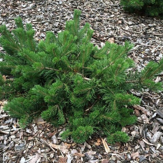 PŁOŻĄCA, ZIELONY DYWAN Sosna górska 'Krauskopf'