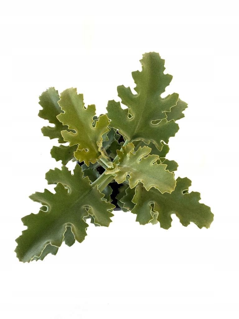 Kalanchoe Beharensis Silver Shadow Uszy Slonia Oficjalne Archiwum Allegro