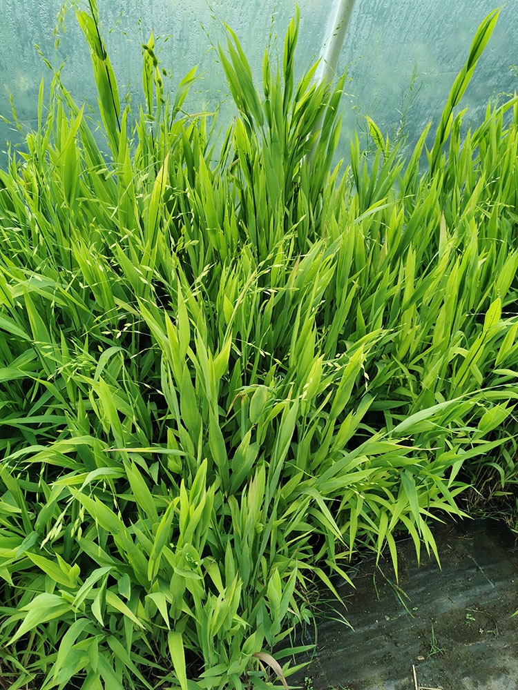 Купить Широколистный декоративный злак U. Latifolia: отзывы, фото и ...