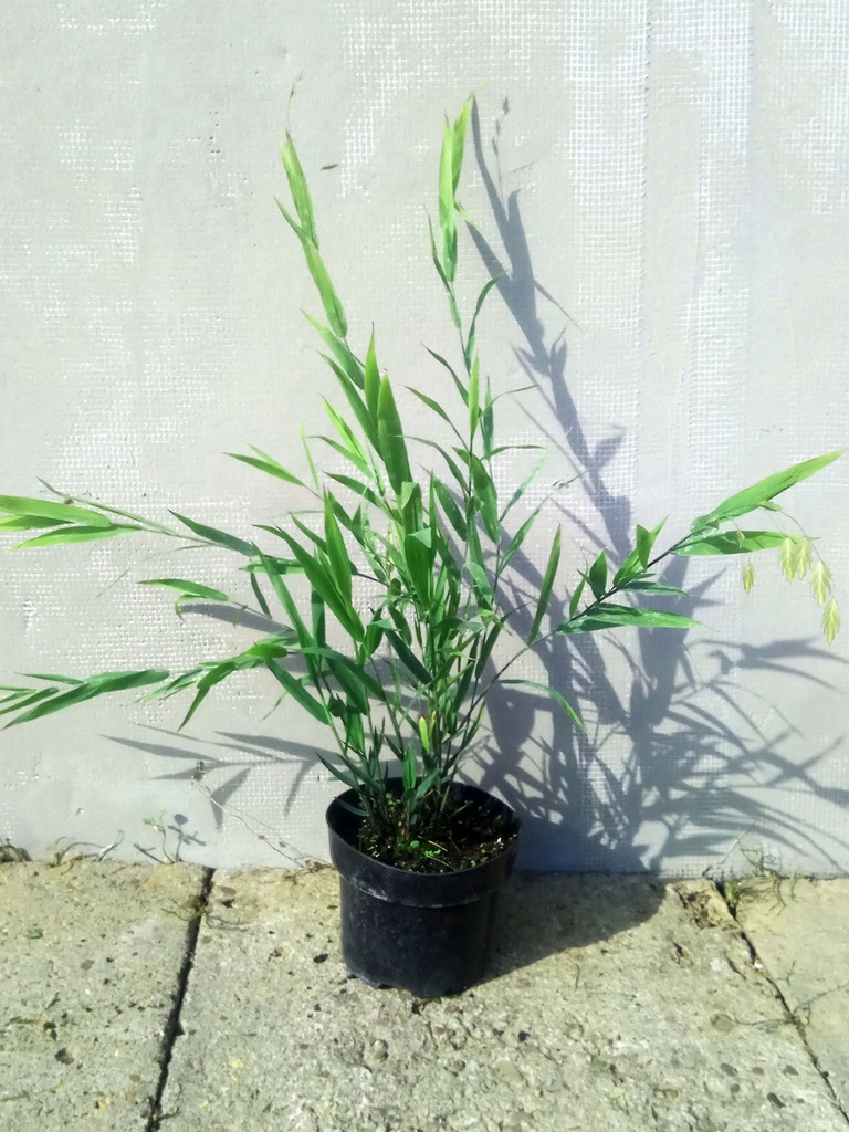 Купить Широколистный декоративный злак U. Latifolia: отзывы, фото и ...