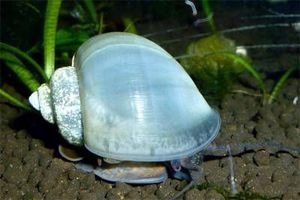 Ślimak Ampularia Niebieska NA GLONY Pomacea blue