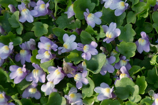 Cymbalaria bluszczykowata - kwitnąca,okrywowa