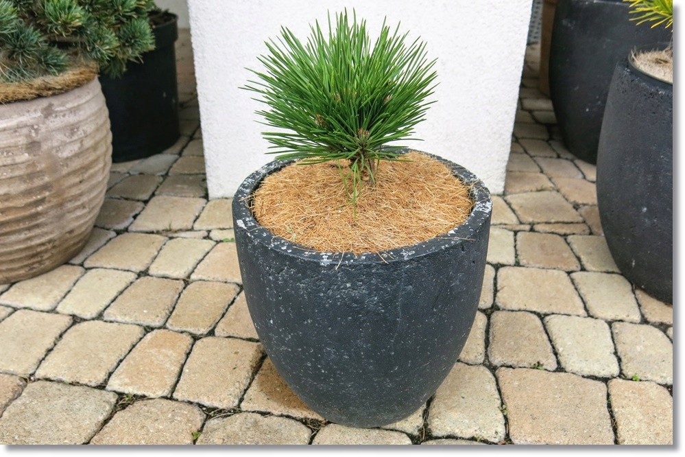 Pinus resinosa 'Don Smith' - !!! !!! !!'