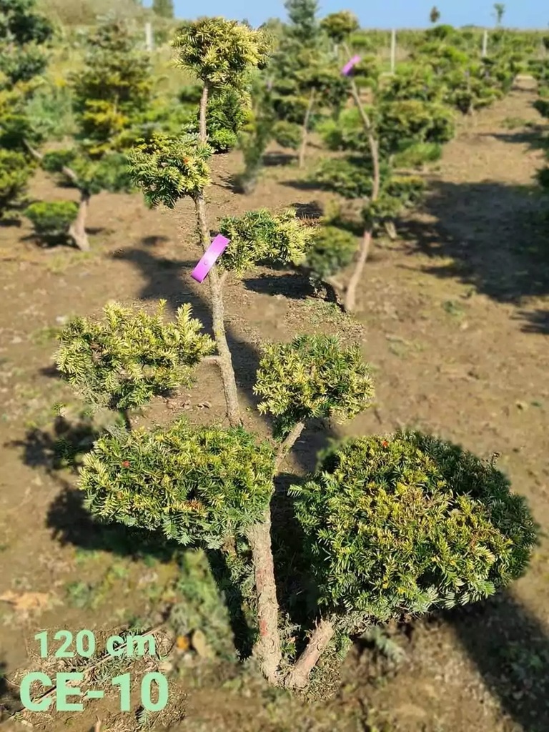 Ogrodowe BONSAI Cis formowany ELEGANTISSIMA