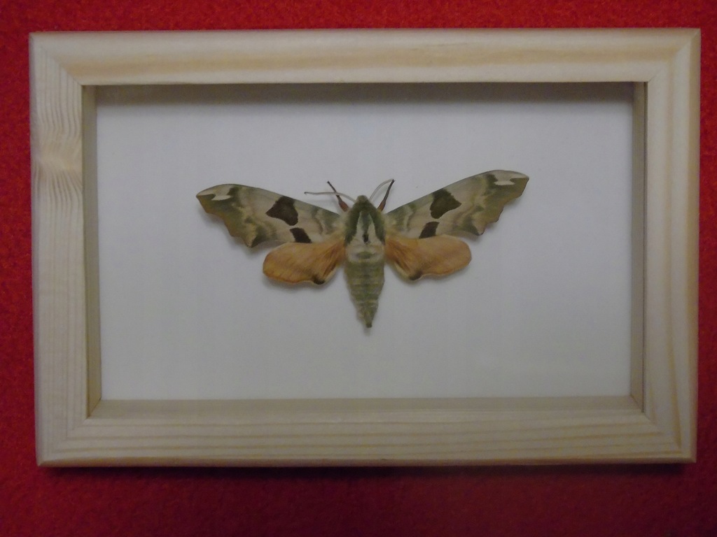 Motyl w ramce 12 x 8 cm. Mimas tiliae .