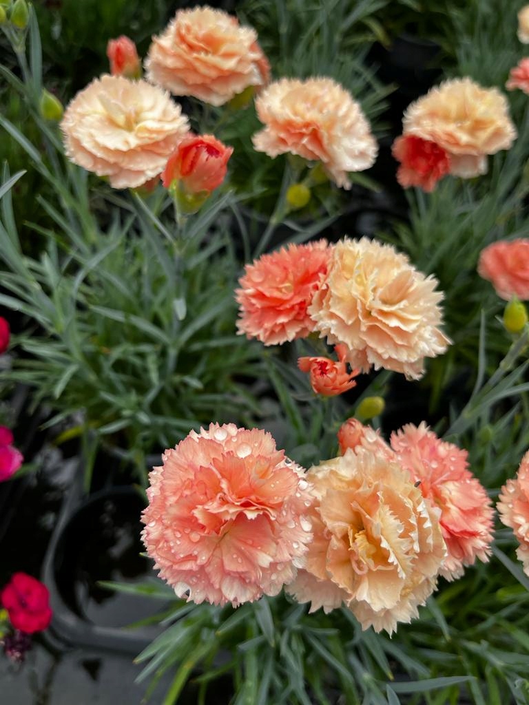 Goździk Wysoki SORBET - sadzonka