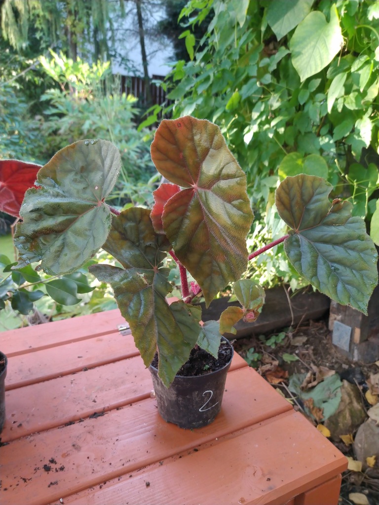 Begonia scharffii 2