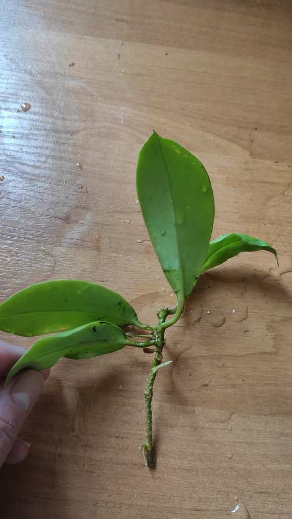 hoya mindorensis Red ukorzeniona