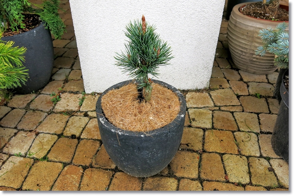 Pinus aristata Vsejany - Niesamowita !!!