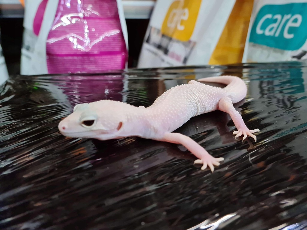 Gekon lamparci Blanco Diablo