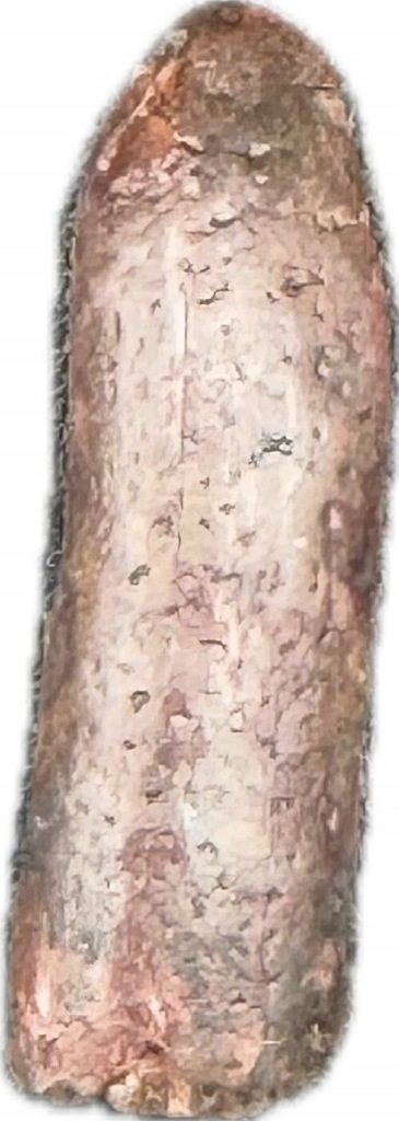 Rebbachisaur, Rebbachisaurus, ząb dinozaura, skamieniałośc (S24)