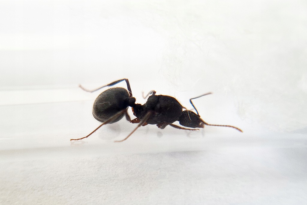 Aphaenogaster geei Q+11-20w Mrówki do Formikarium