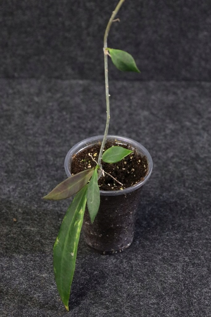 ~~ Hoja ~~ Hoya pulchra ~~