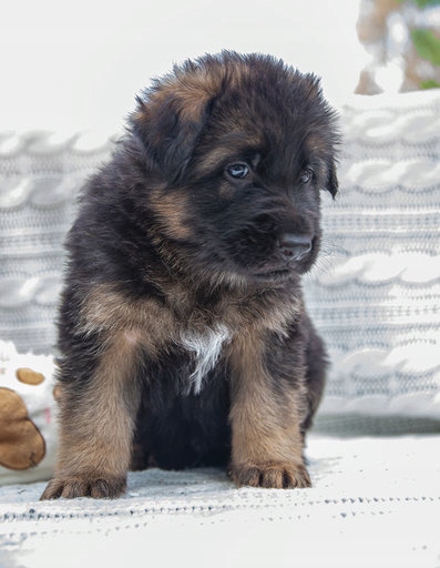Купить Длинношерстная немецкая овчарка, щенок: отзывы, фото, характеристики в интерне-магазине Aredi.ru