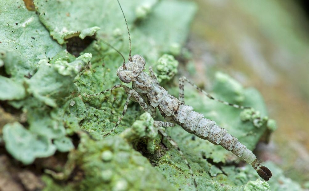 Amorphoscelis Modliszka Smoczy Ogon RARYTAS L6-7