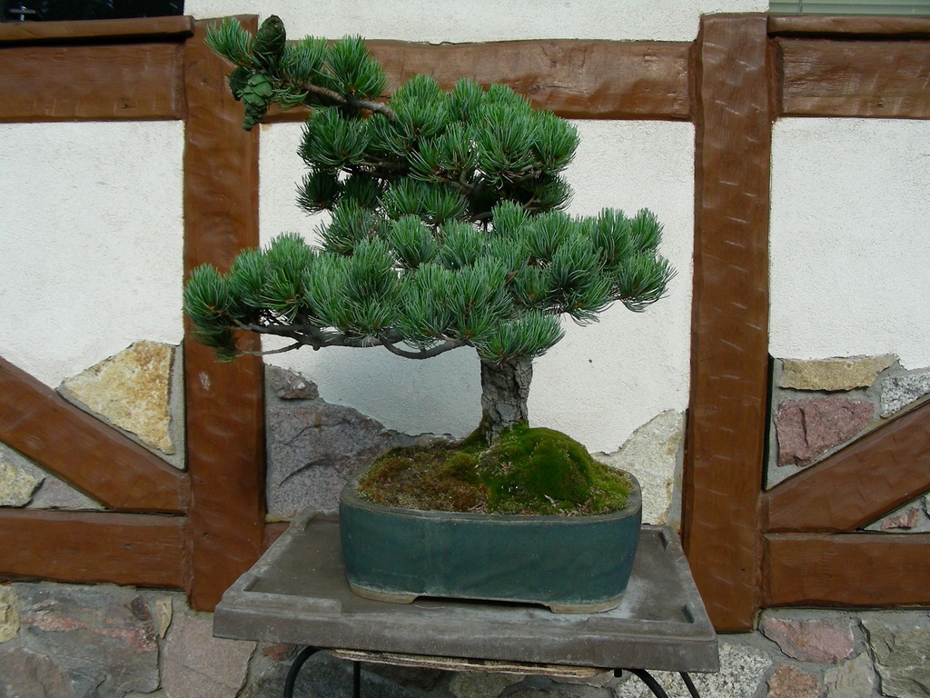 Bonsai Sosna drobnokwiatowa Pinus Parviflora