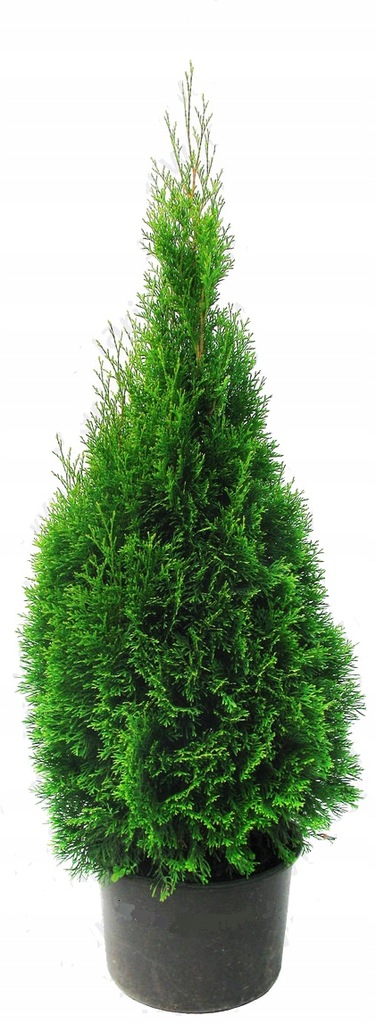 Thuja Smaragd/ Szmaragd 100 cm Szkółka RYDZYNY