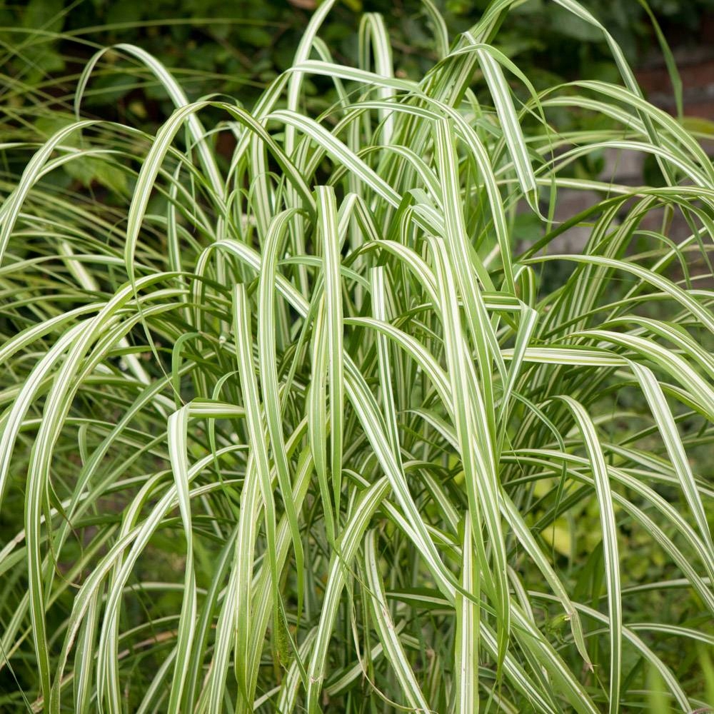 MISKANT VARIEGATUS BIAŁO ZIELONE LIŚĆ PASKI TRAWA
