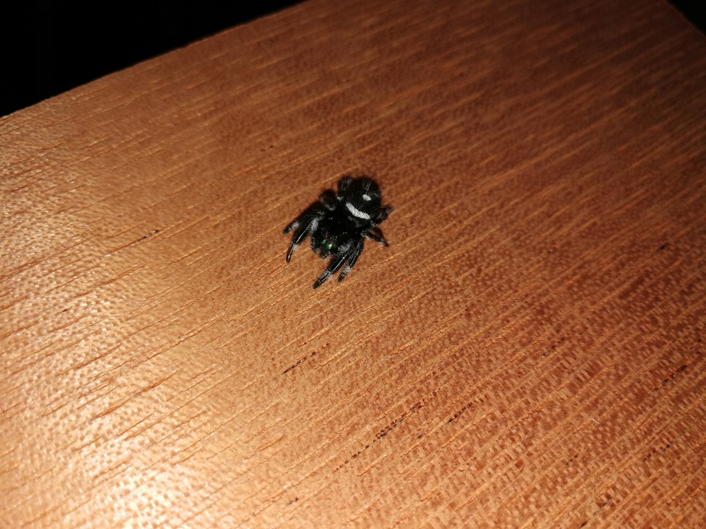 Phidippus regius Skakun królewski około 1DC