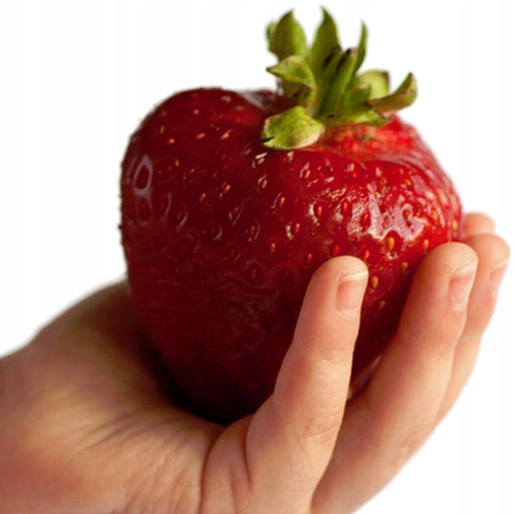 TRUSKAWKA GIGANT MEGA DUŻE OWOCE 10SZT SADZONKI