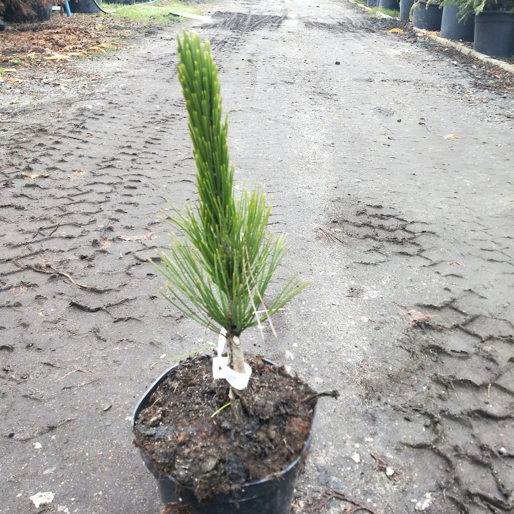 Pinus heldreichii 'Lindenhof' sosna bośniacka