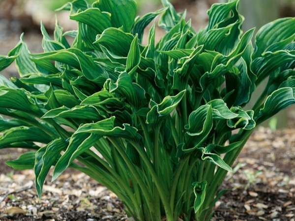 HOSTA FUNKIA 'PRAYING HANDS' modlące ręce UNIKAT!