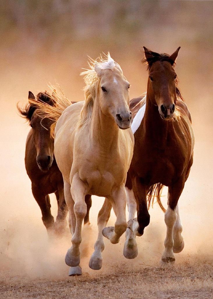 PUZZLE 1000 el KONIE W GALOPIE RUNNING HORSES HQ