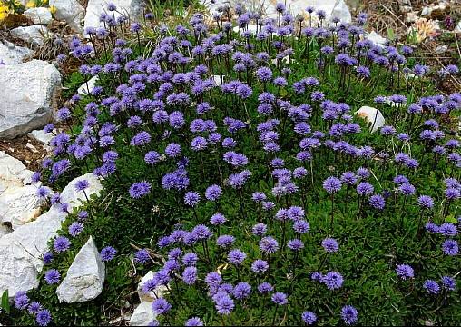 Kulnik sercolistny - Globularia cordifolia