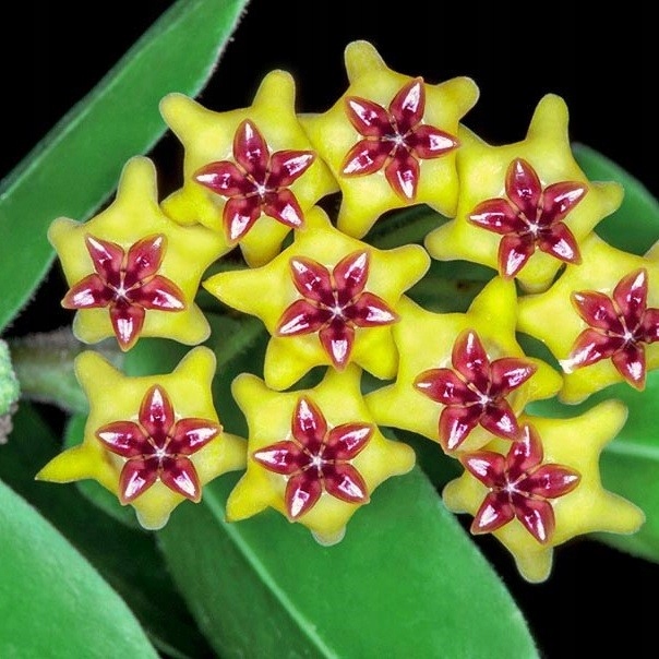 Hoya cumingiana ŻÓŁTE PACHNĄCE KWIATY
