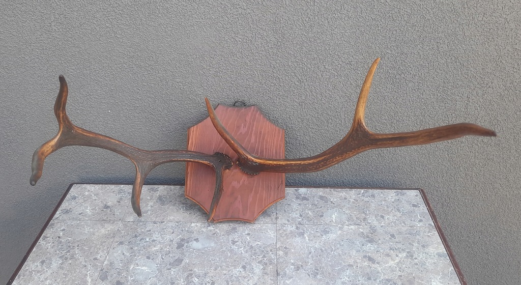 Stare poroże jelenia trofeum na desce