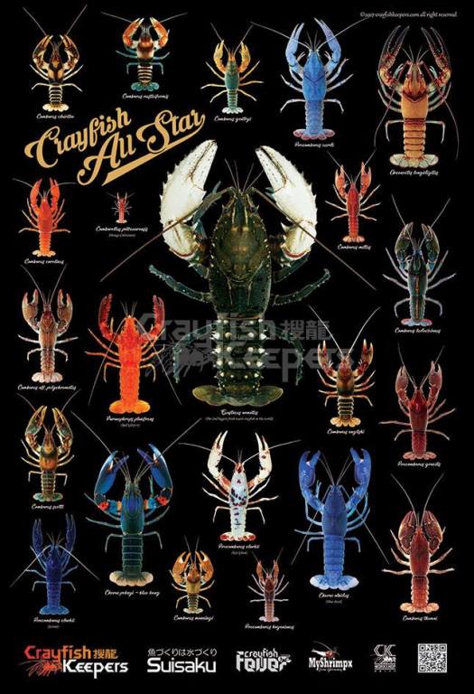 Plakat Crayfish Keepers Raki