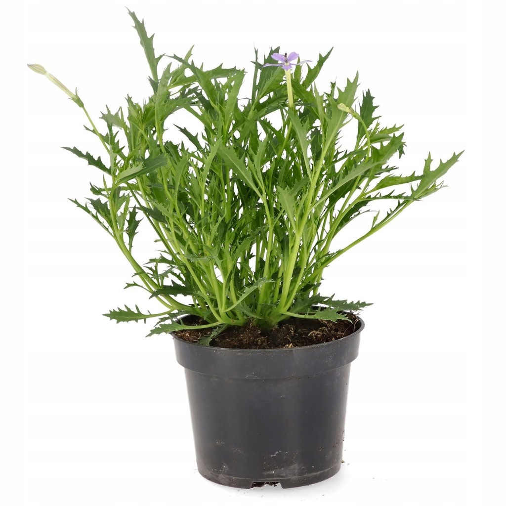 Laurencja Izotoma fioletowa PRODUCENT