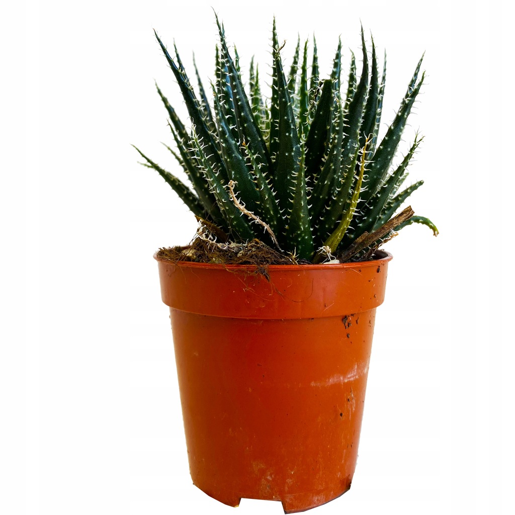 Hawortia (HAWORTHIA) Snow White Dekoracyjna