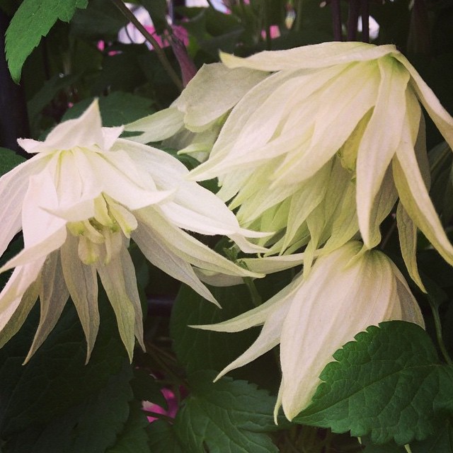 Clematis 'Lemon Dream' - Powojnik botaniczny PL