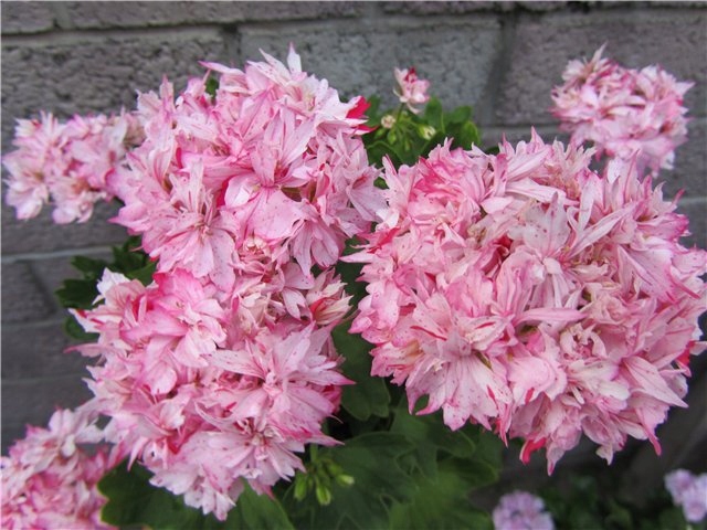 Купить Пеларгония плющелистная Бланш Роше в Москве и РФ. Описание сорта. Пункты 