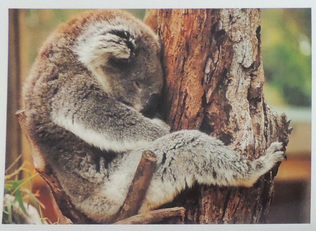 Wyślę kartkę z Australii - Koala - śpioch
