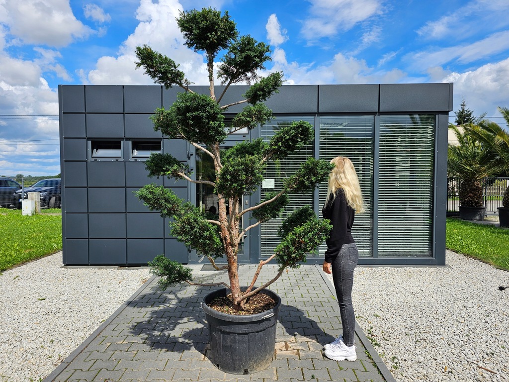 BONSAI FORMOWANY NIWAKI CIS POSP. TAXUS BACCATA C5