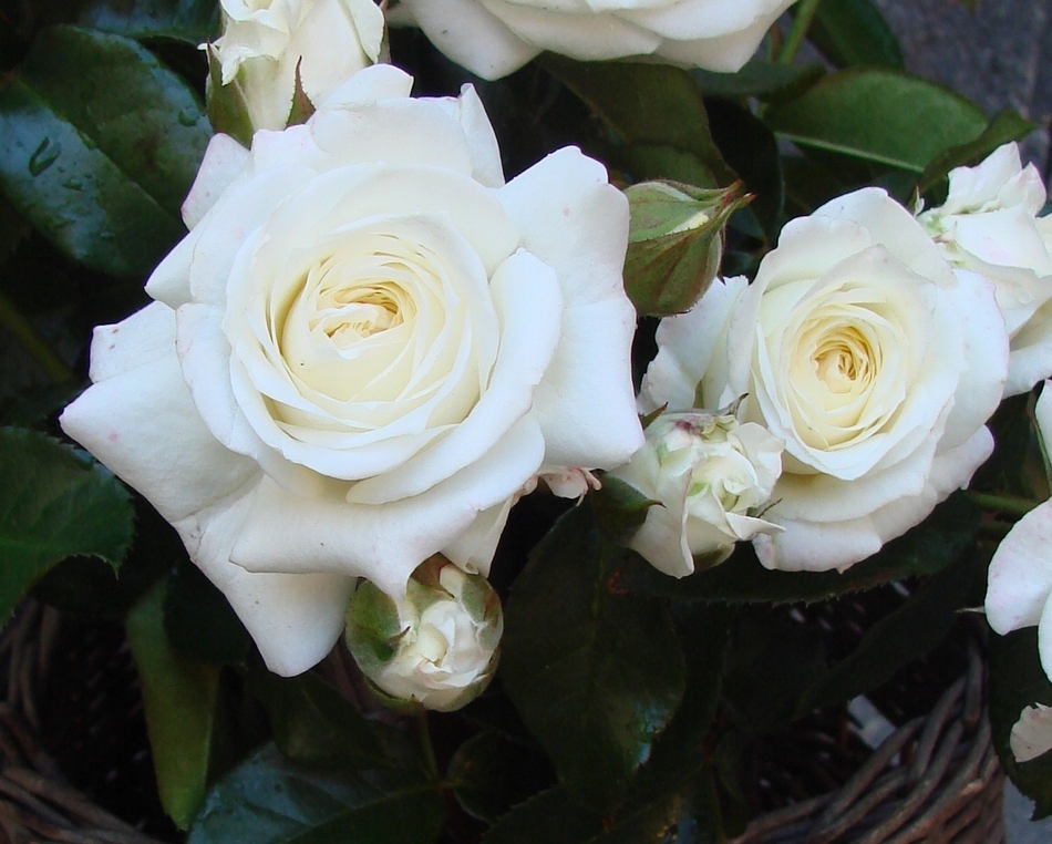 Róża rabatowa - Alabaster