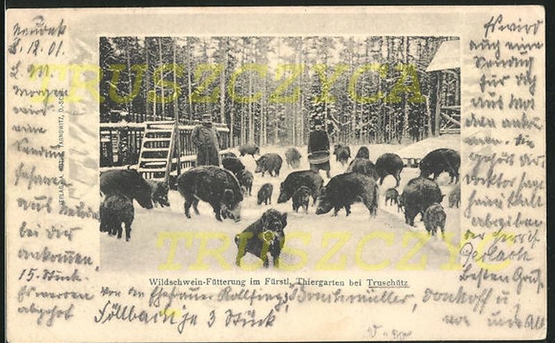 TRUSZCZYCA Truschutz Kalety Tarnowskie Góry 1901