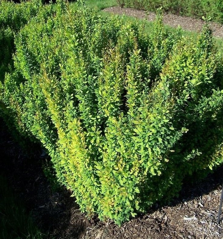 Купить Зеленый барбарис прямостоячий колонновидный: отзывы, фото и ...