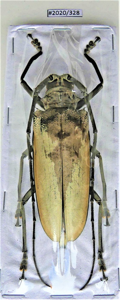 Купить Жук Batocera hercules самка +80мм GIANT.: отзывы, фото и ...