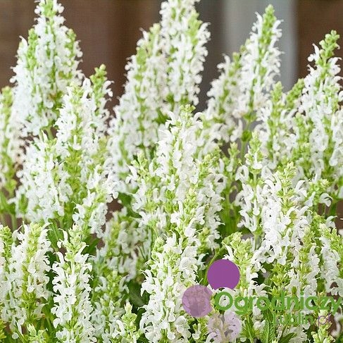 Szałwia omszona biała 'Alba' (Salvia nemorosa)