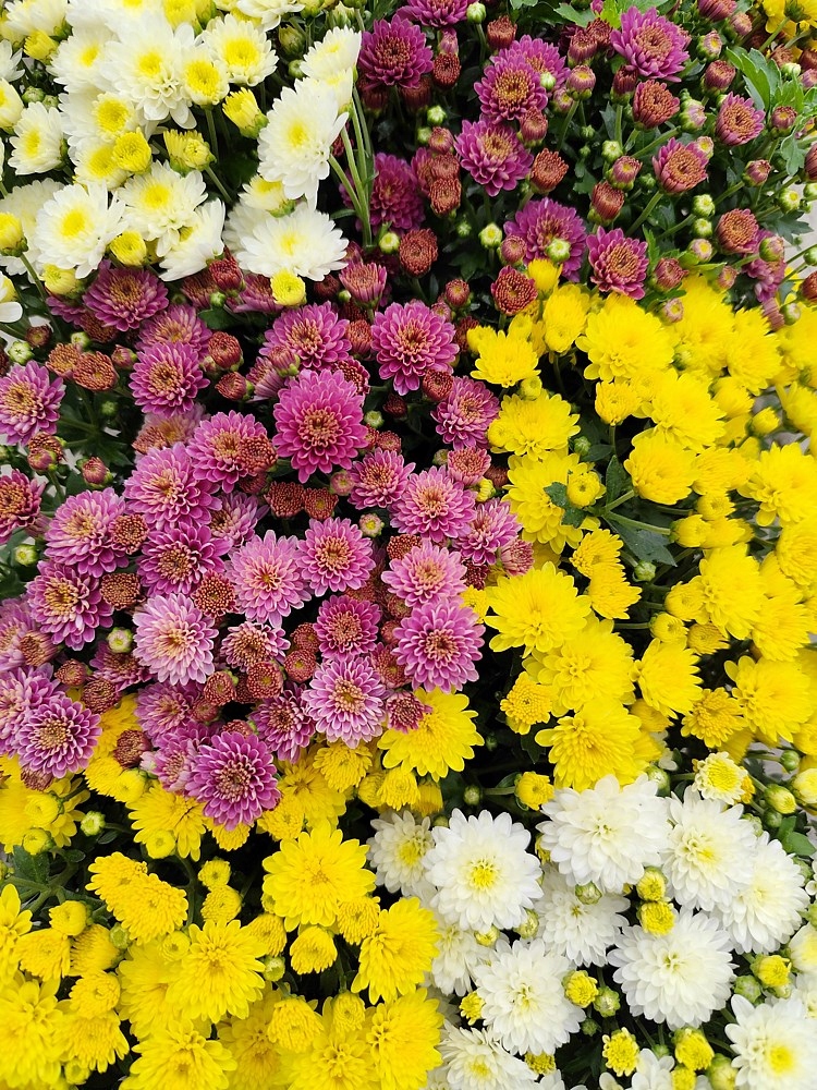 CHRYZANTEMA MIX KOLORÓW PIĘKNA ŁADNA SADZONKA