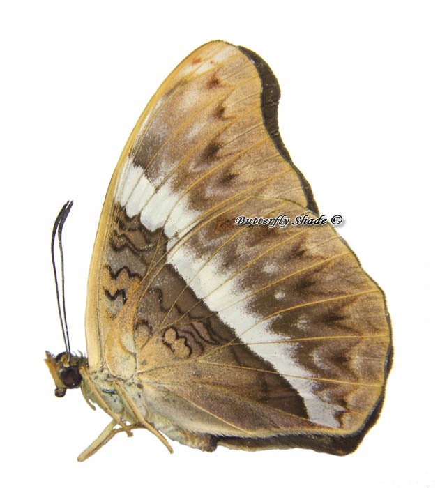 Niepreparowany motyl - Cymothoe weymeri, F