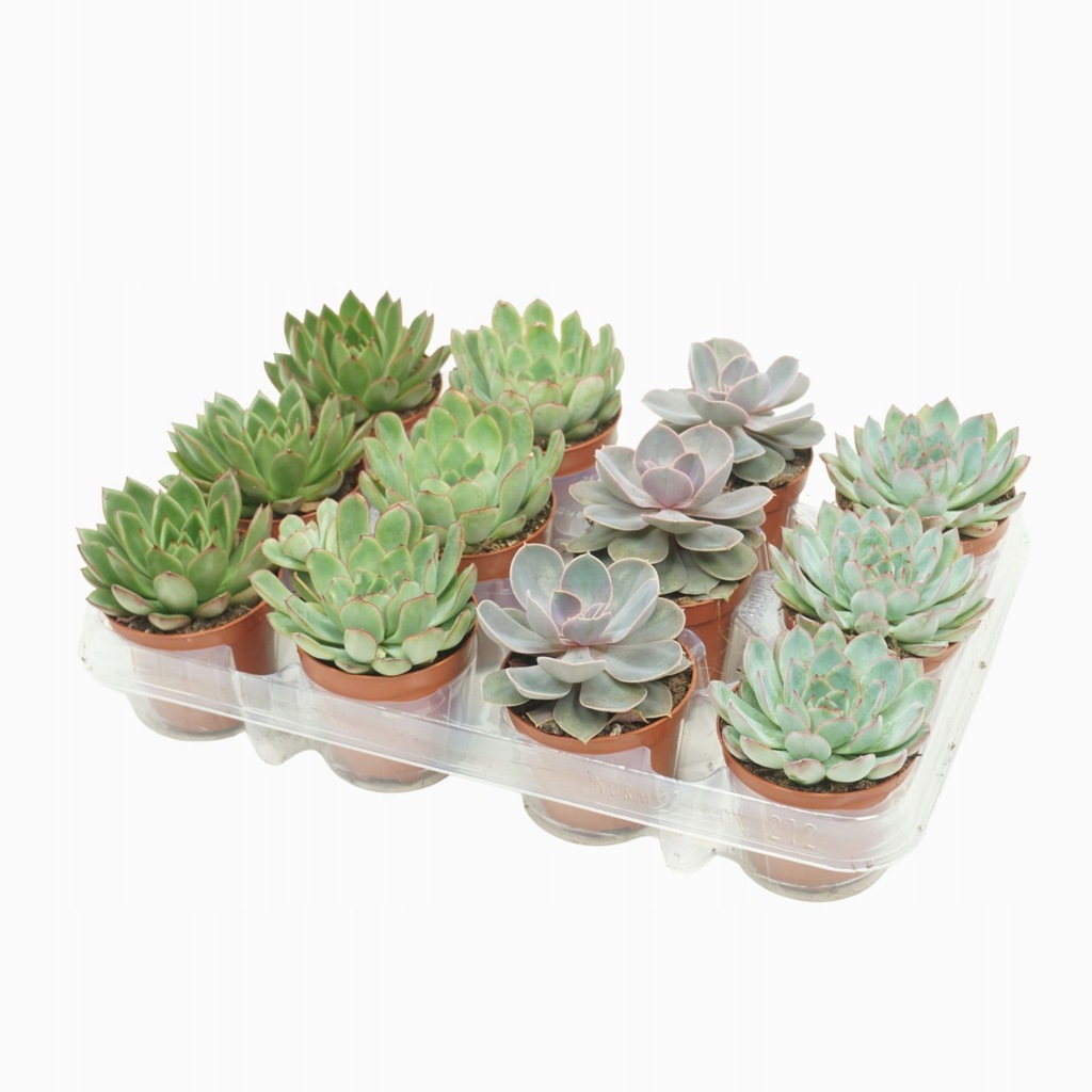 Sukulent Echeveria Mix roślina do terrarium 3 sztuki