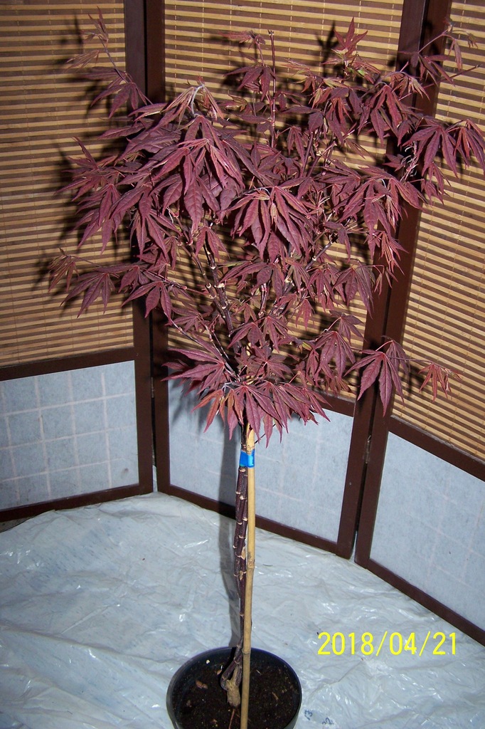 Klon czerwony skręcony szczepiony japoński inny - 7307179048